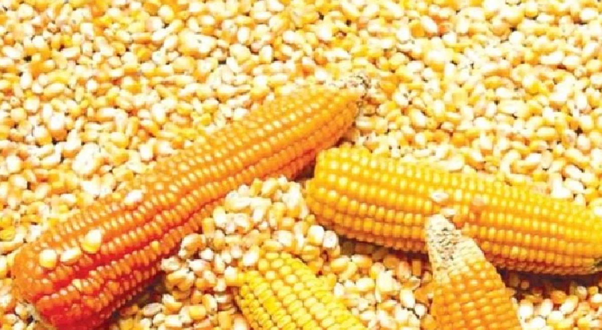 हमीभावाने भरड धान्य नोंदणीस मुदतवाढ