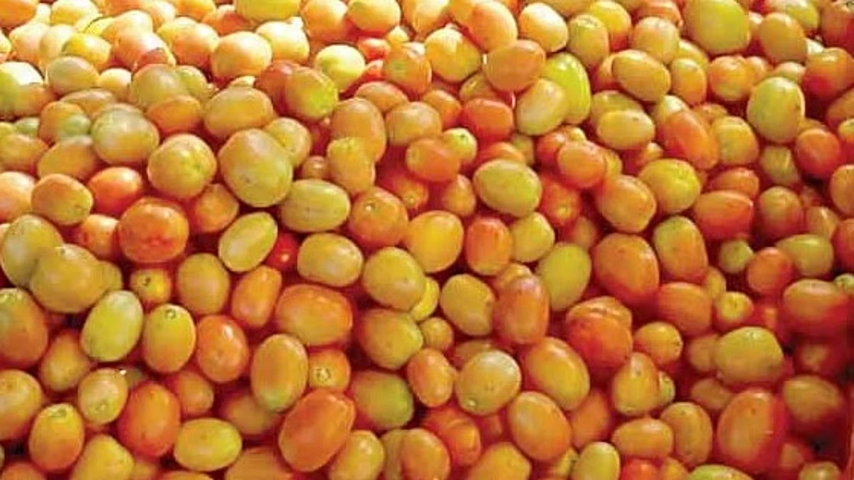 टोमॅटो दरात घसरण