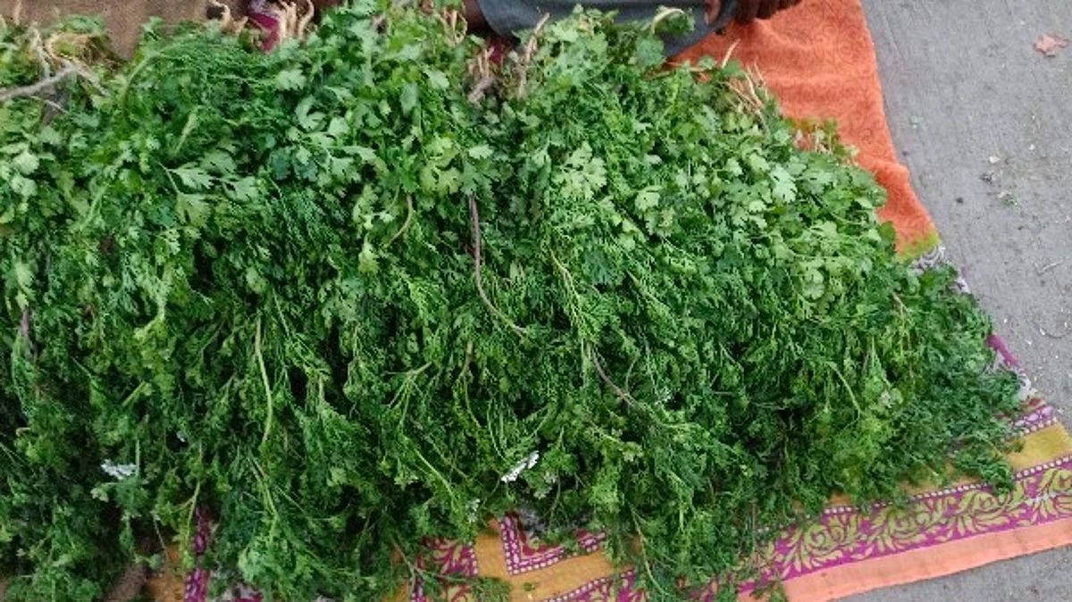 कोथिंबिरीने शेतकर्यांना रडवले