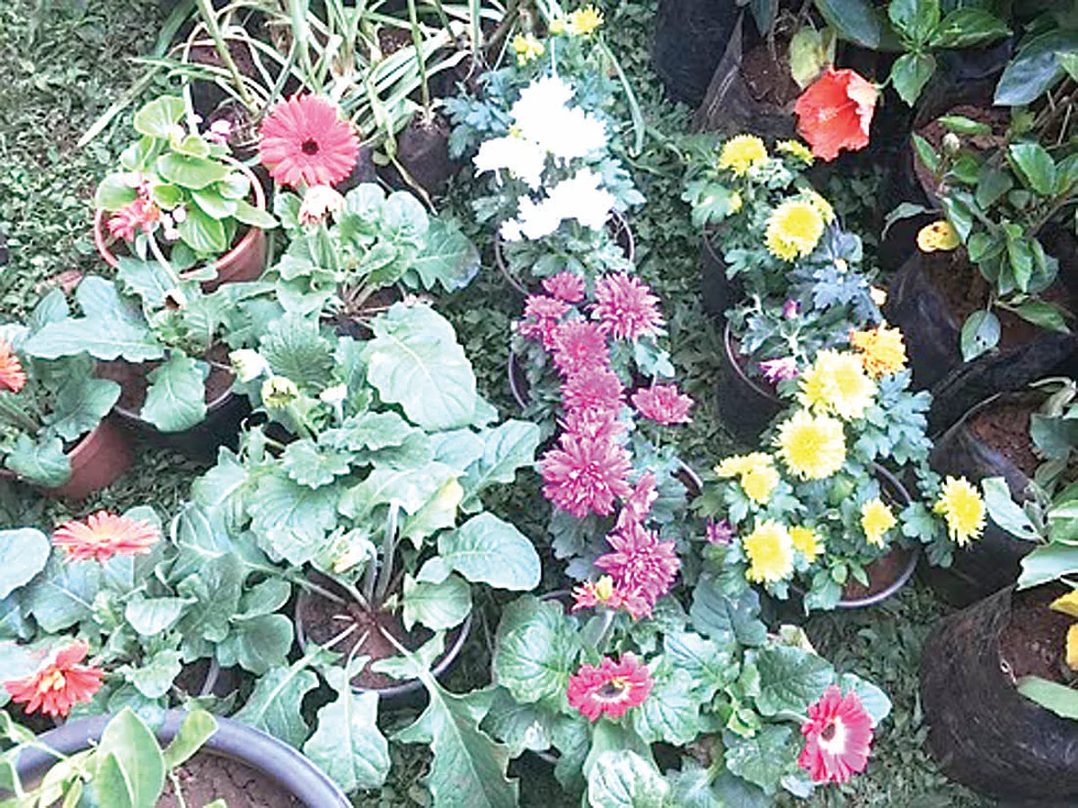 Colours to bloom @ NMC flower exhibition