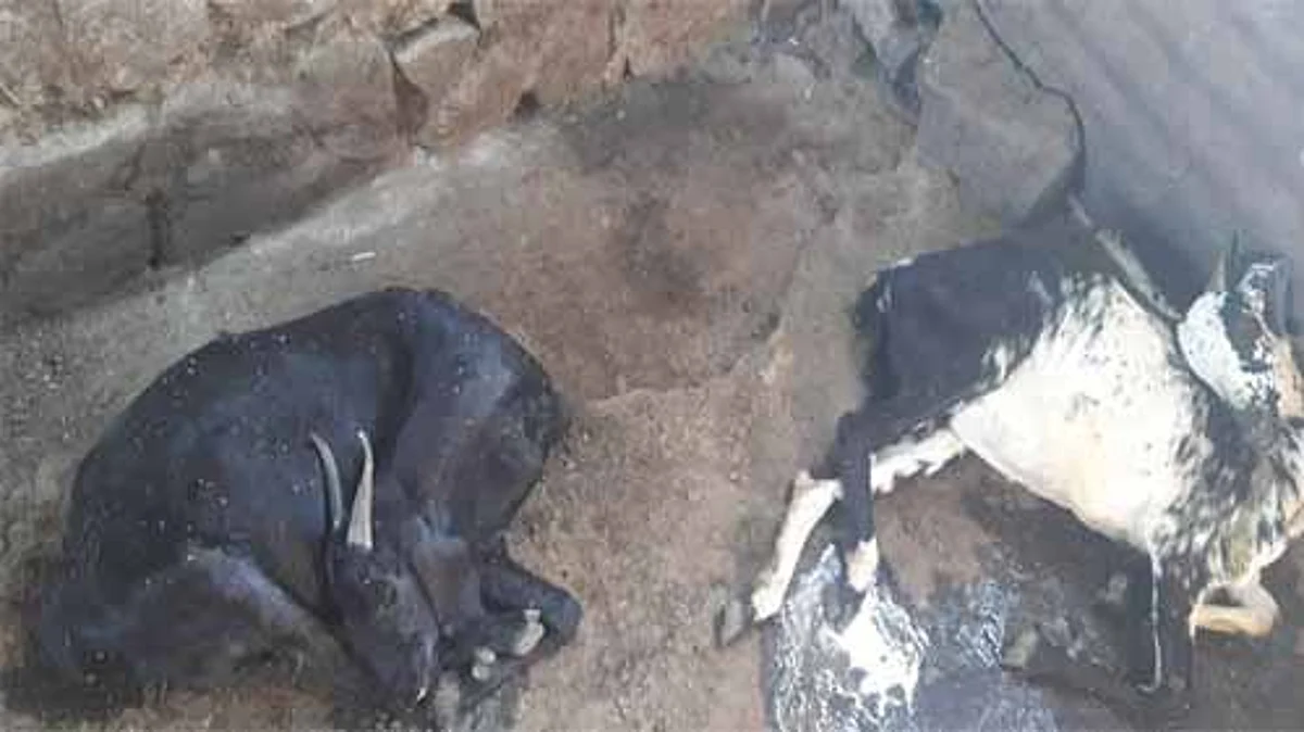 विषबाधेने 30 शेळ्यांचा मृत्यू