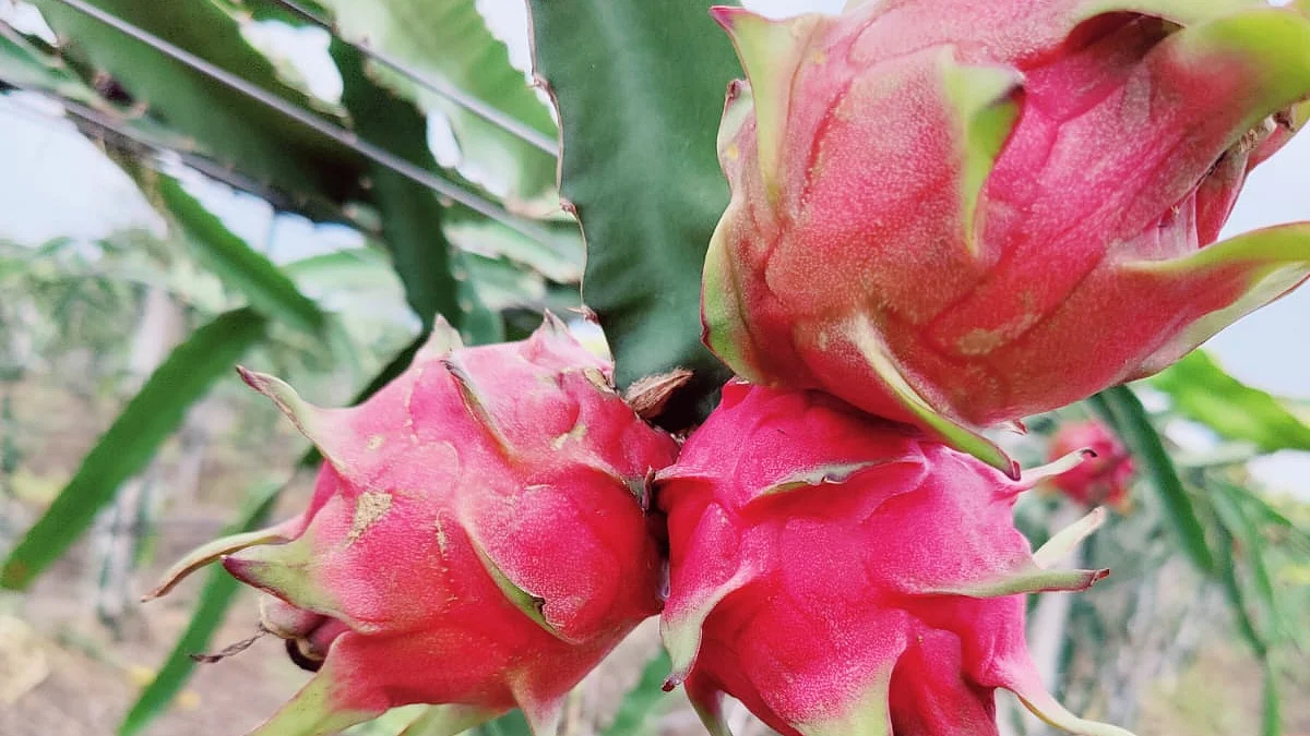 ड्रॅगन फ्रुटचा मळा