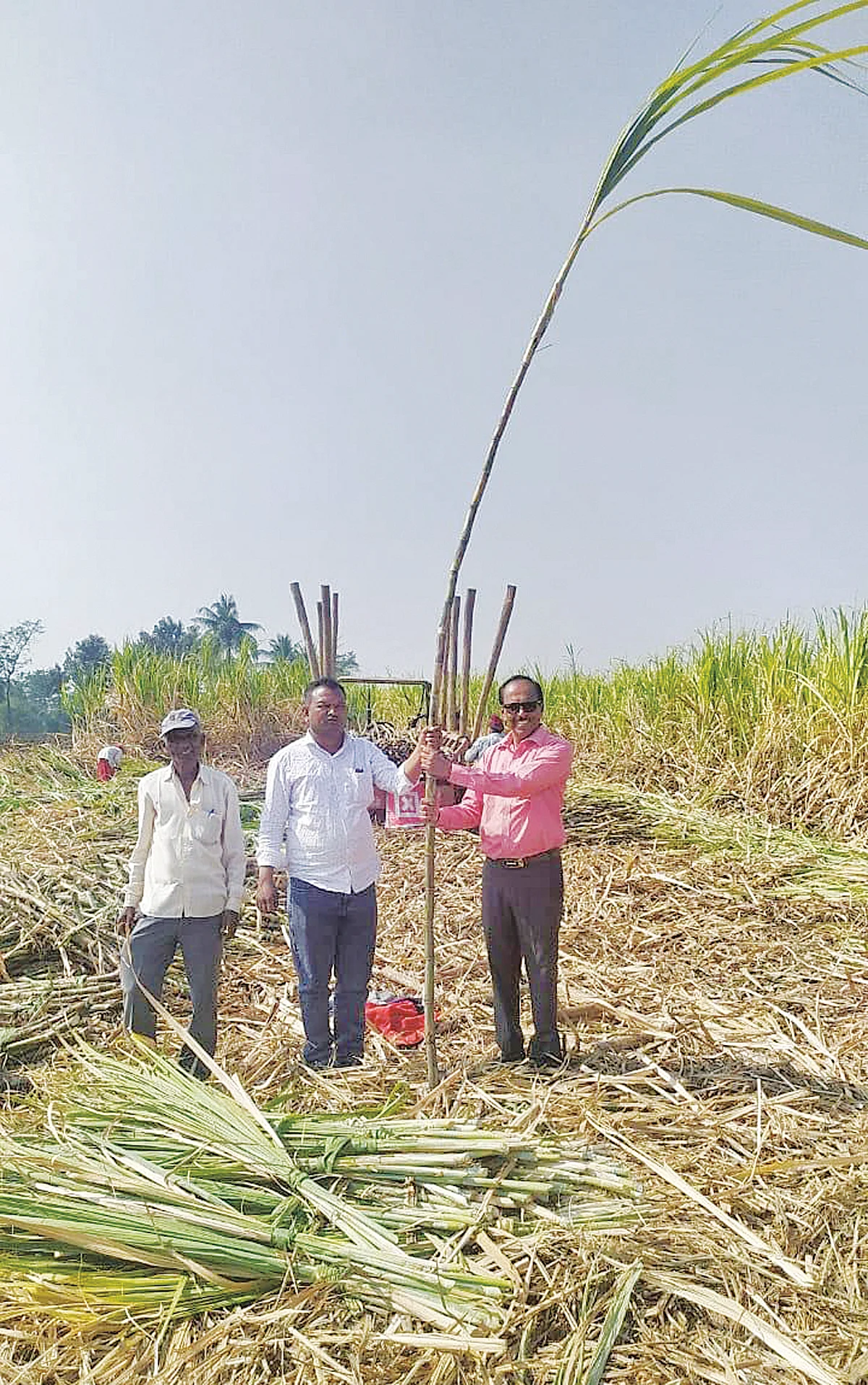 सरी पध्दतीने घेतले एकरी तब्बल 106 टन ऊसाचे उत्पन्न
