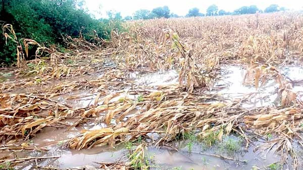 अतिवृष्टीग्रस्त शेतकरी अनुदानाच्या प्रतीक्षेत