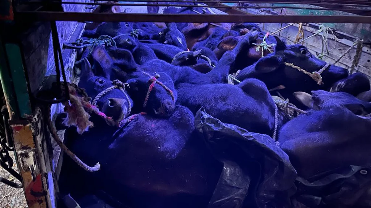 कत्तलखान्यात जाणार्या वाहनाचा पाठलाग : १३ गुरांची सुटका