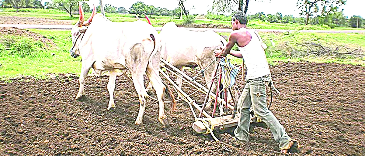 जिल्ह्यात रब्बीची फक्त 'इतके' टक्के पेरणी