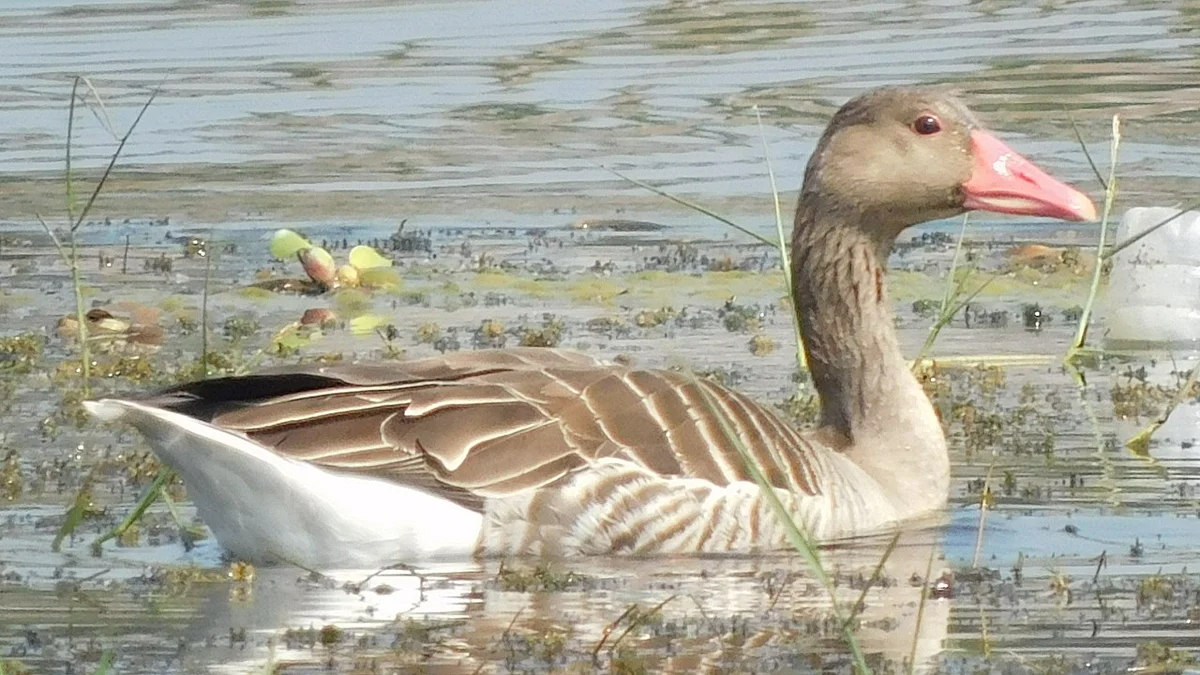 कलहंस (Greylag Goose