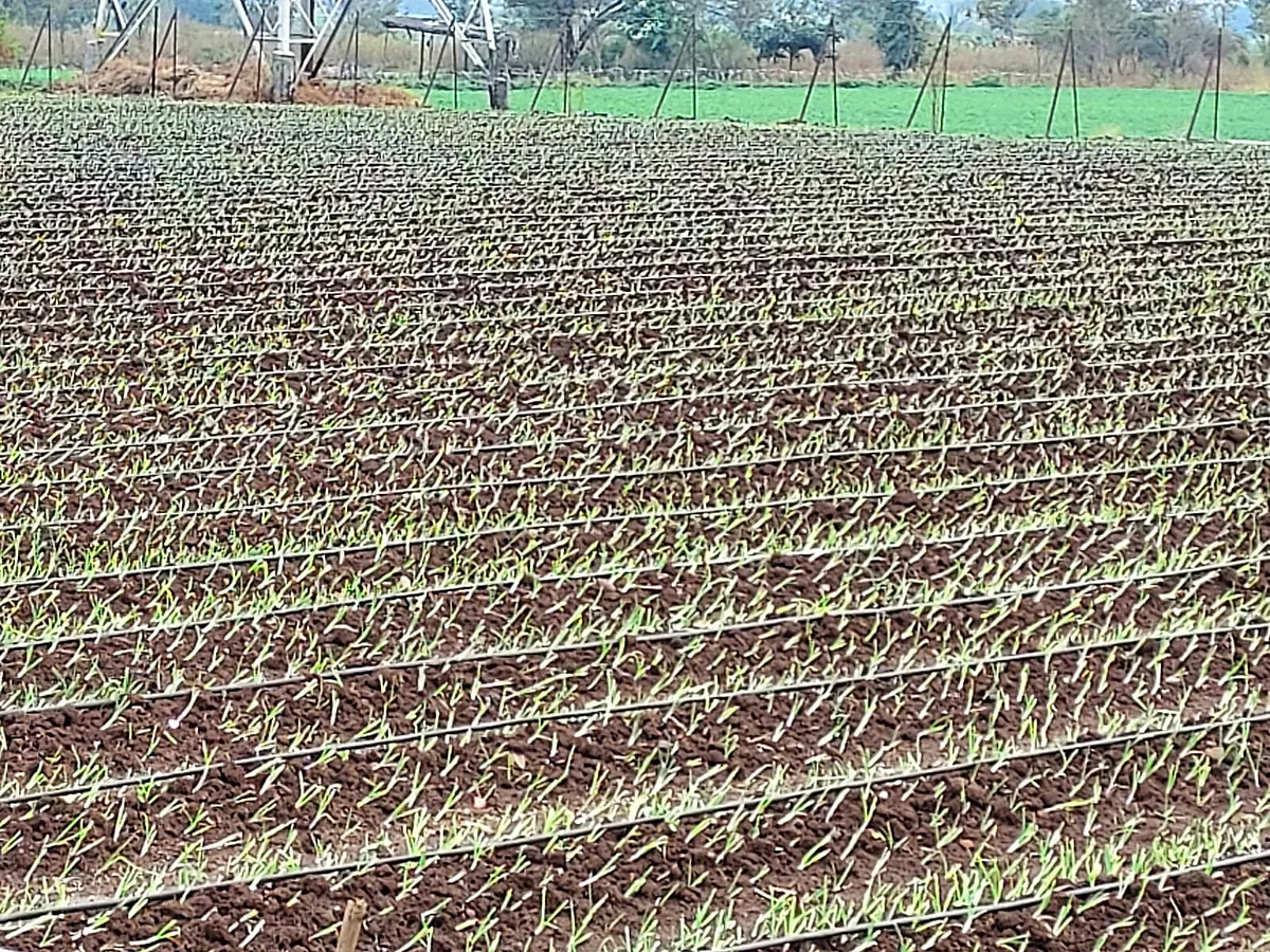 Onion cultivation through drip irrigation
