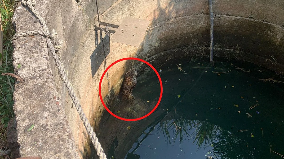 अनावधानाने 'तो' पडला विहिरीत; वनविभागाने अवघ्या अर्ध्या तासात केली सुटका