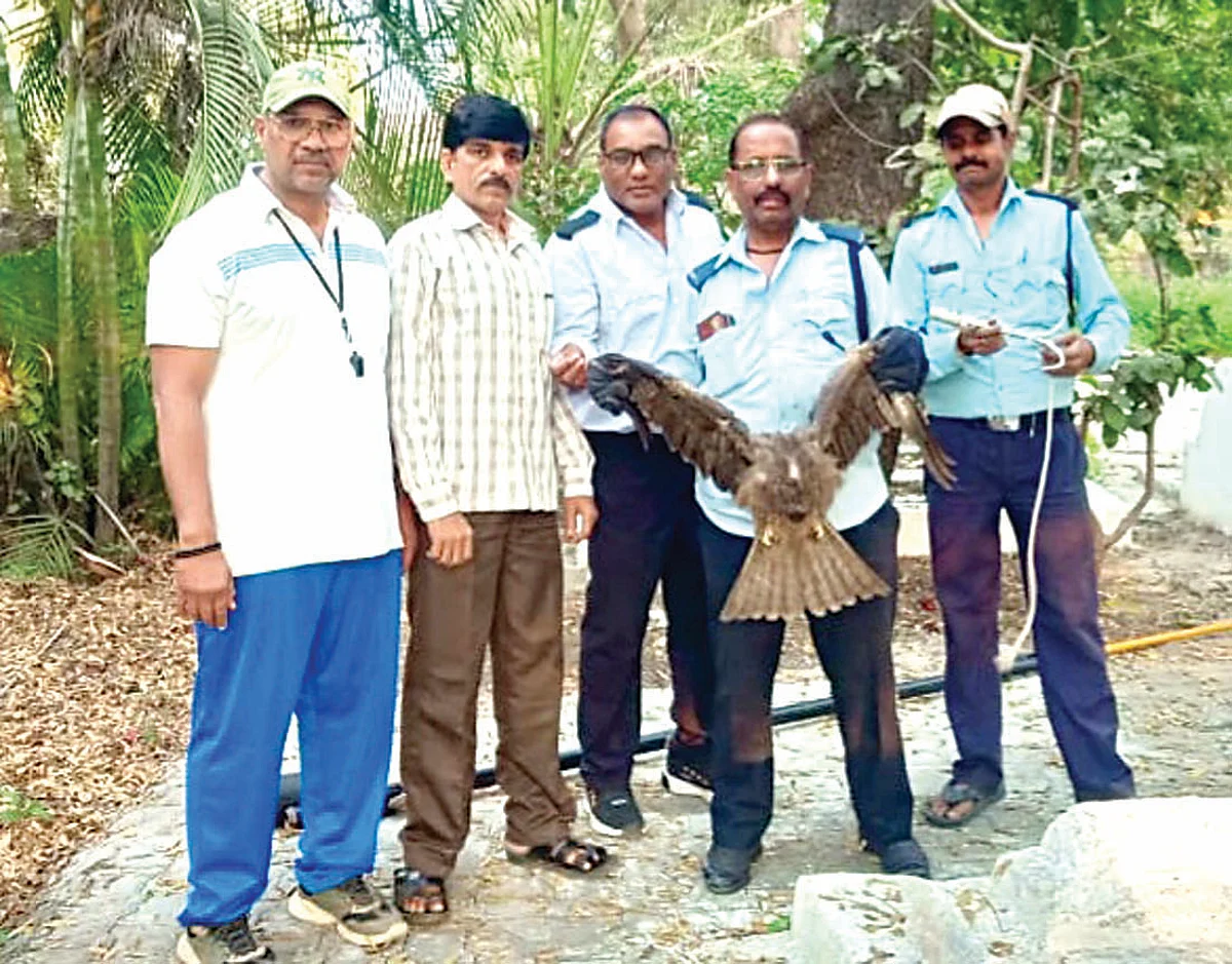 Kite bird rescued