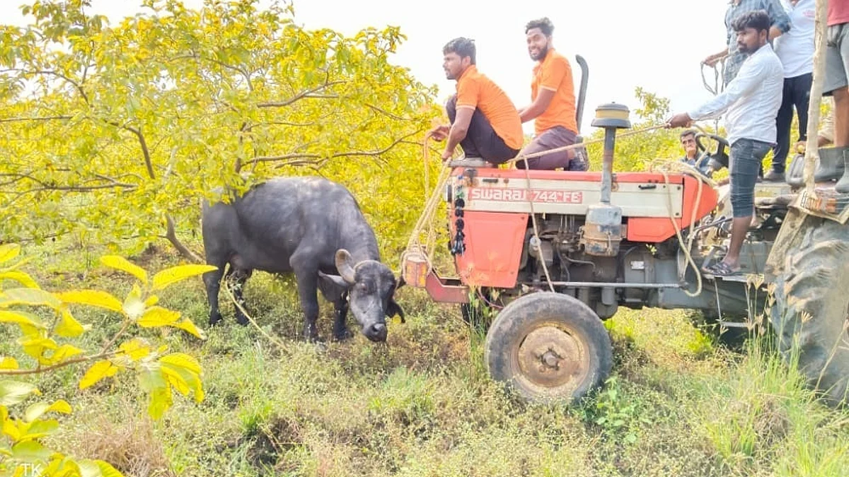 बेफाम म्हशीचा धिंगाणा