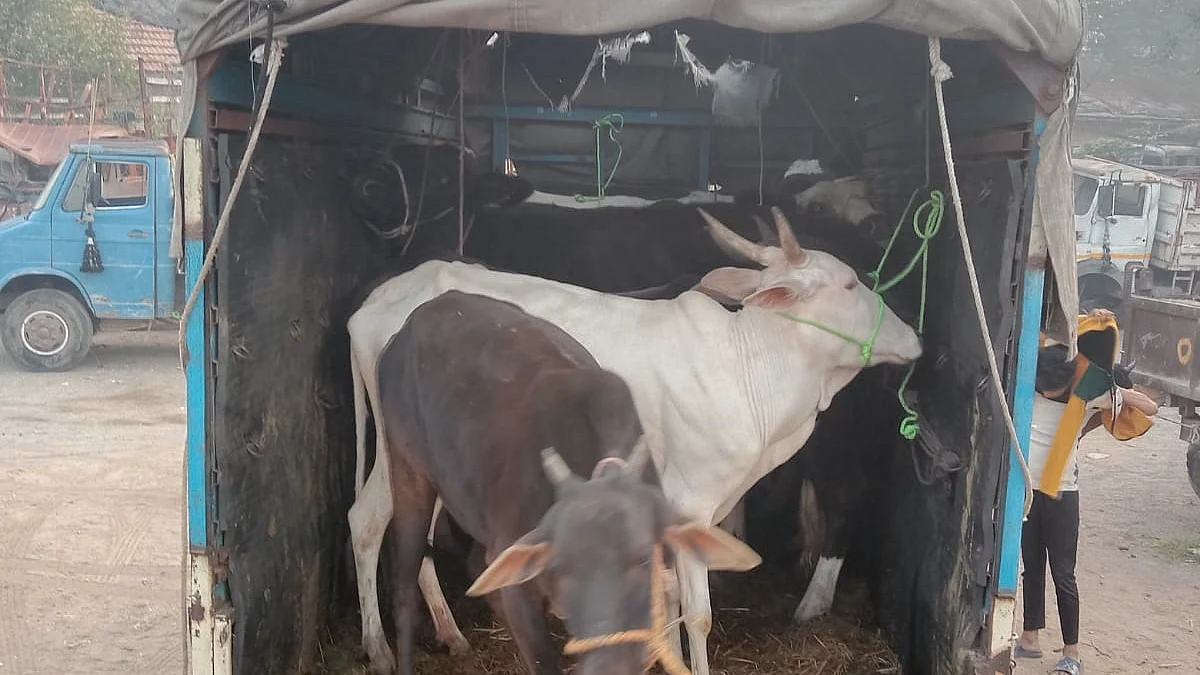 नेवाशात 8 गोवंश जनावरांची वाहतूक
करणारा टेम्पो पकडला