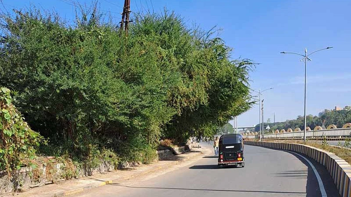 शाही मार्गाला काटेरी झुडपांचा विळखा