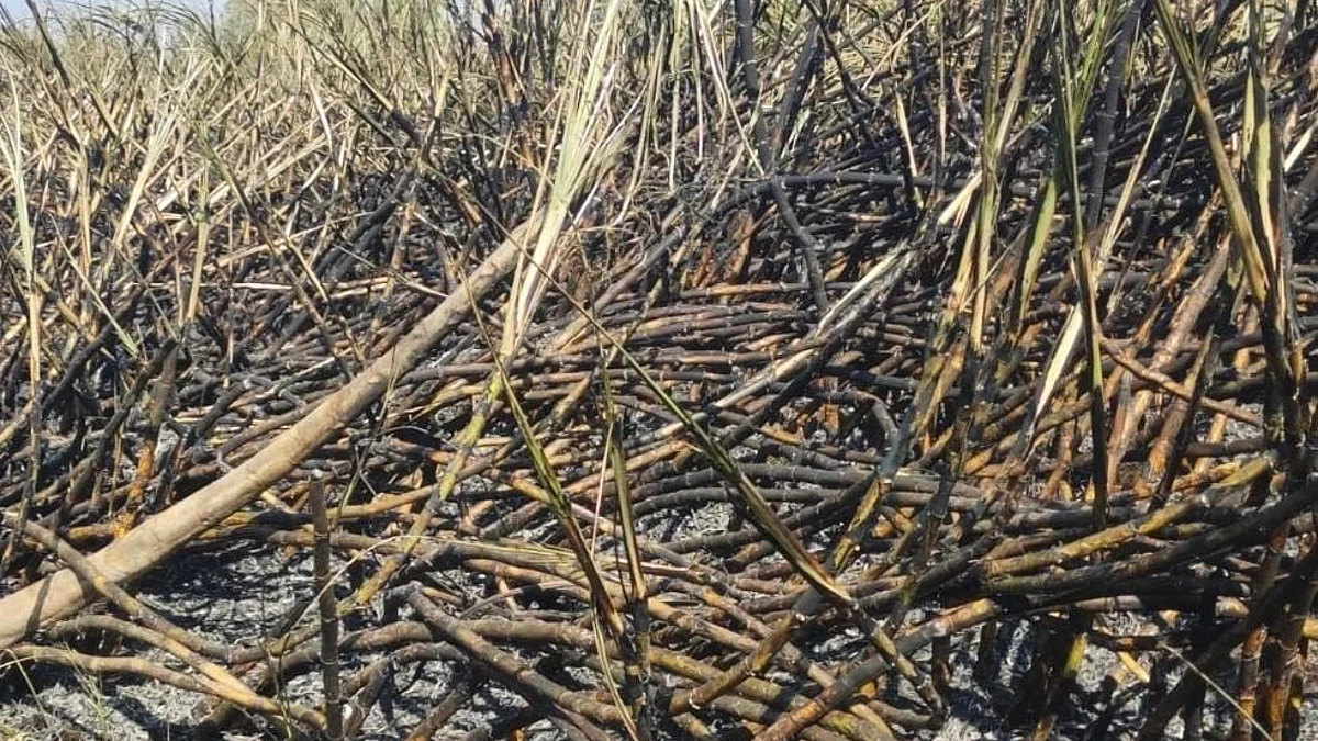 सुरेगावात 9 एकर ऊस जळून खाक