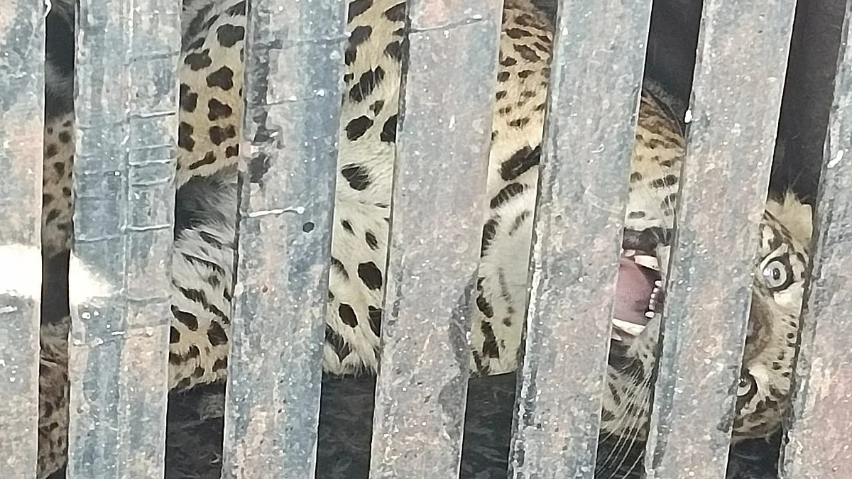 वावीतील फुलेनगरमध्ये बिबट्या जेरबंद