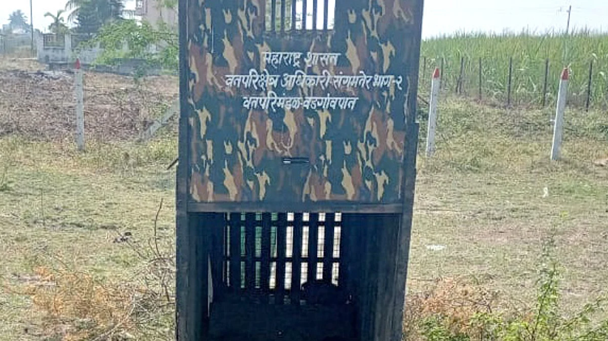 संगमनेर तालुक्यात बिबट्यांचे भय संपेना!