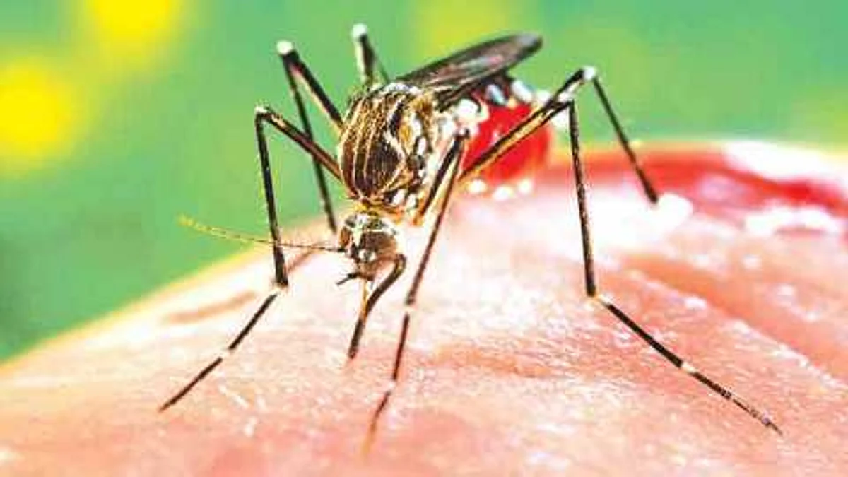 13 dengue patients found this month