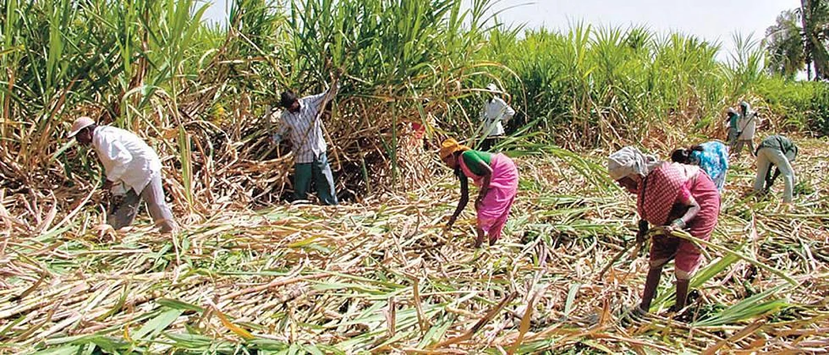 पावणे चार हजार ऊस तोडणी कामगार घरी परतले !