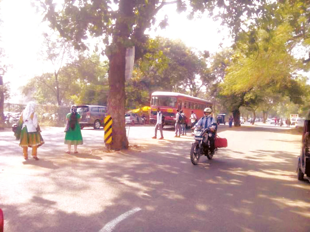 NMC to cut down 84 trees; 63 trees to be replanted by NMC