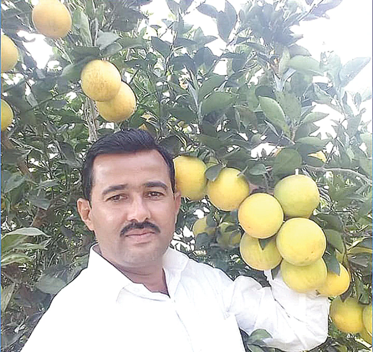 बांबरूडच्या मोसंबीला मिळाला विक्रमी भाव