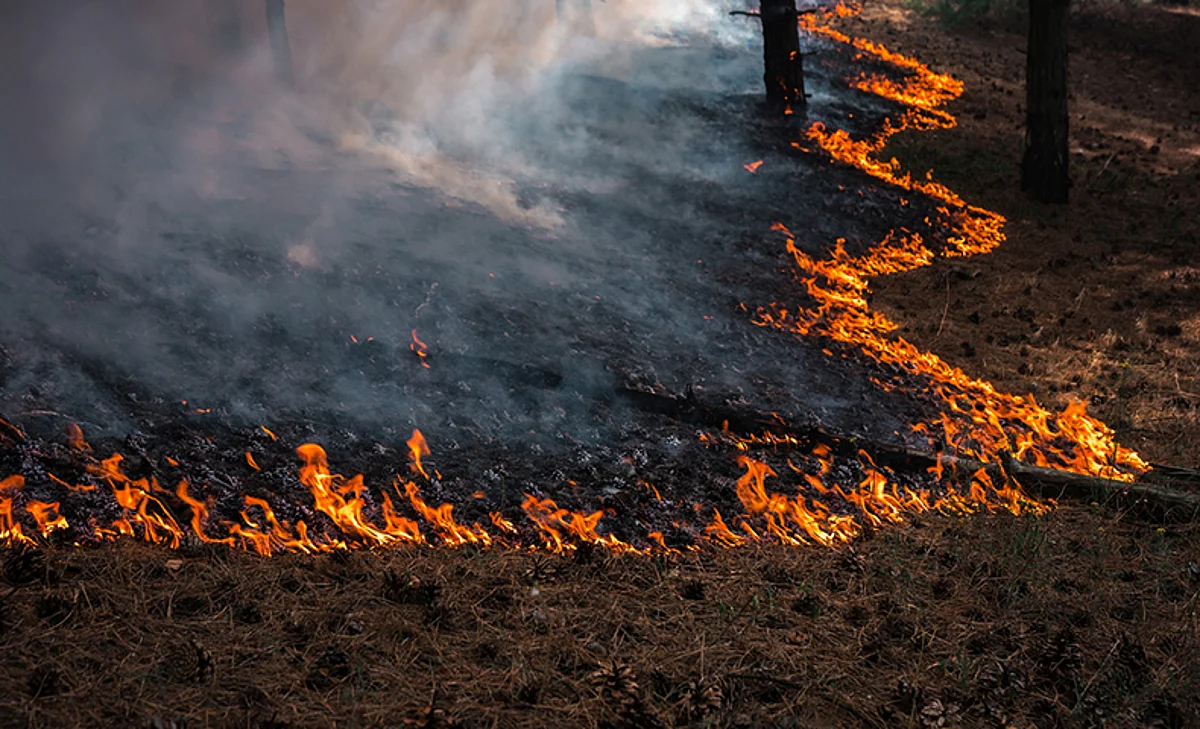 Saplings saved from forest fire; Efforts of Forest dept & NGO prove to fruitful