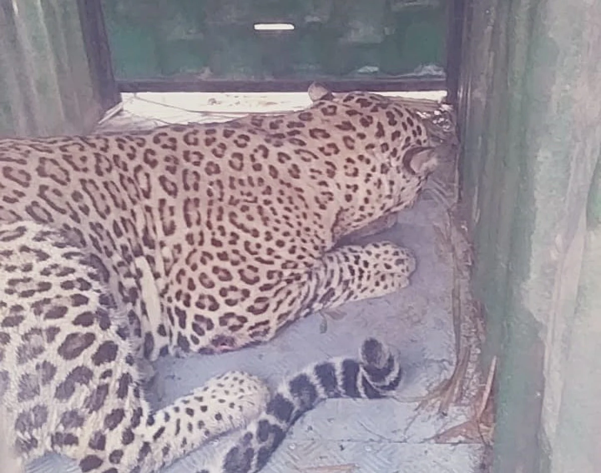 Leopard trapped at Vinchur Dalvi