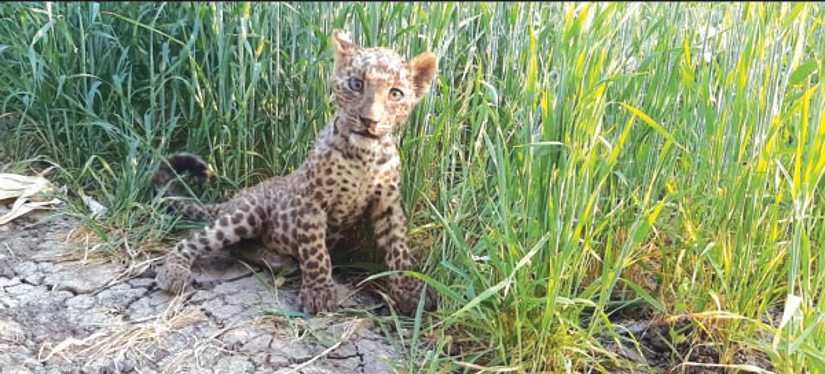 बिबट्याच्या बछड्याला लागला मुलांचा लळा; उक्कलगावात सापडले बिबट्याचे दोन बछडे
