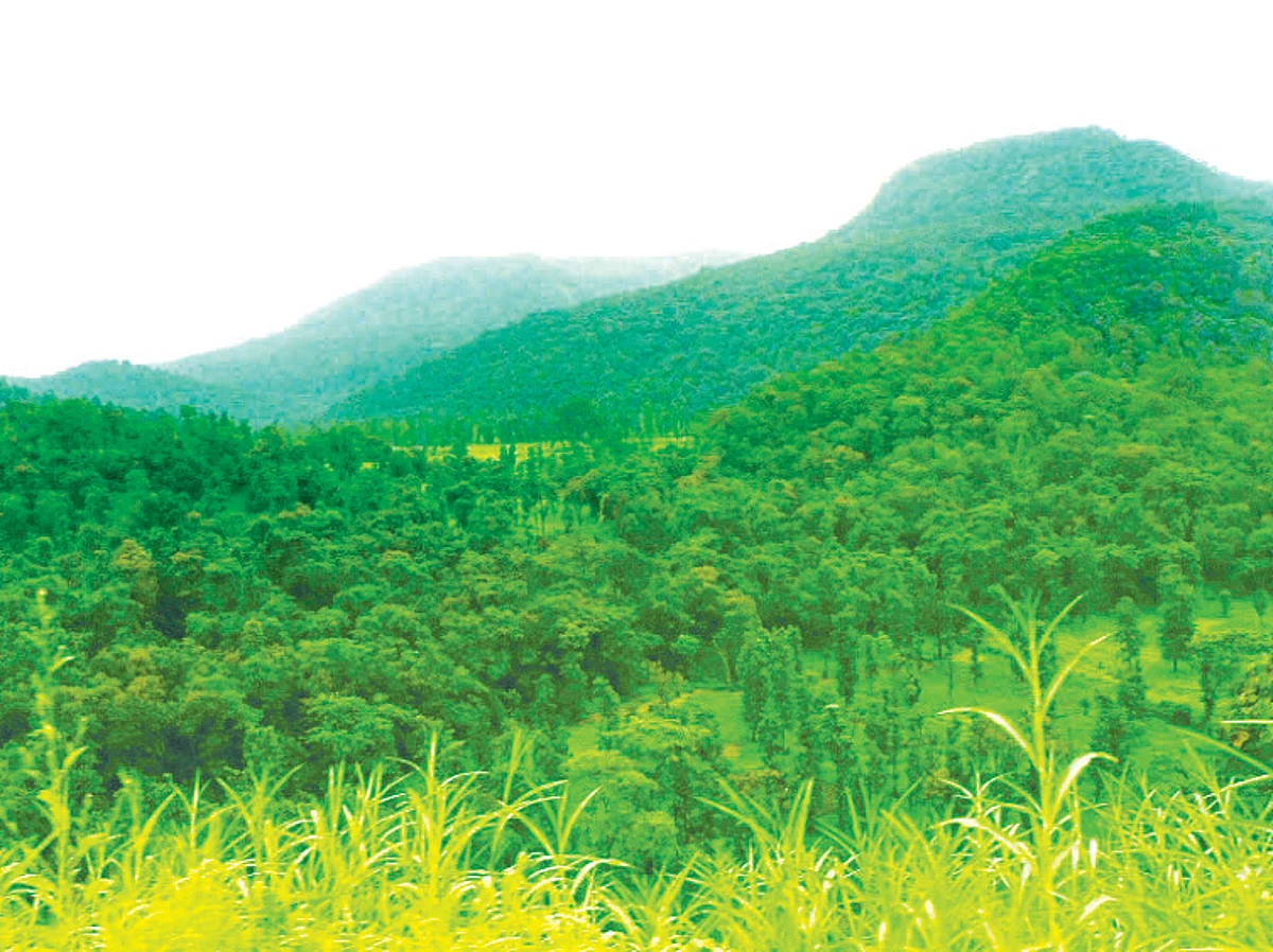 No forest gates open for tourists