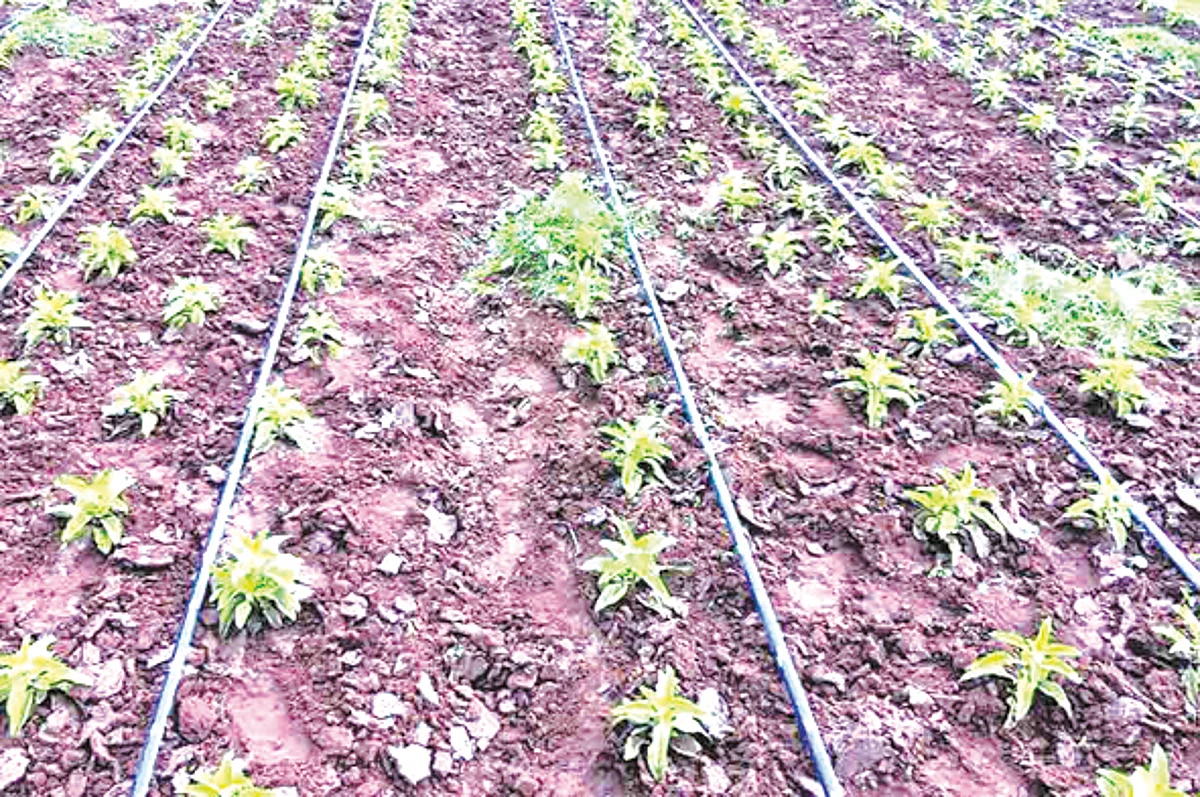 आता मागेल त्या शेतकऱ्यास ठिबक सिंचन