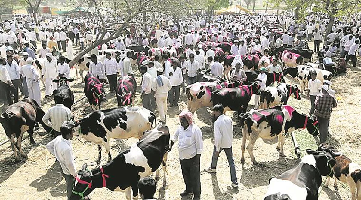 पुणे जिल्ह्यातील जनावरांचे बाजार सुरु, नगरमधील बंद !