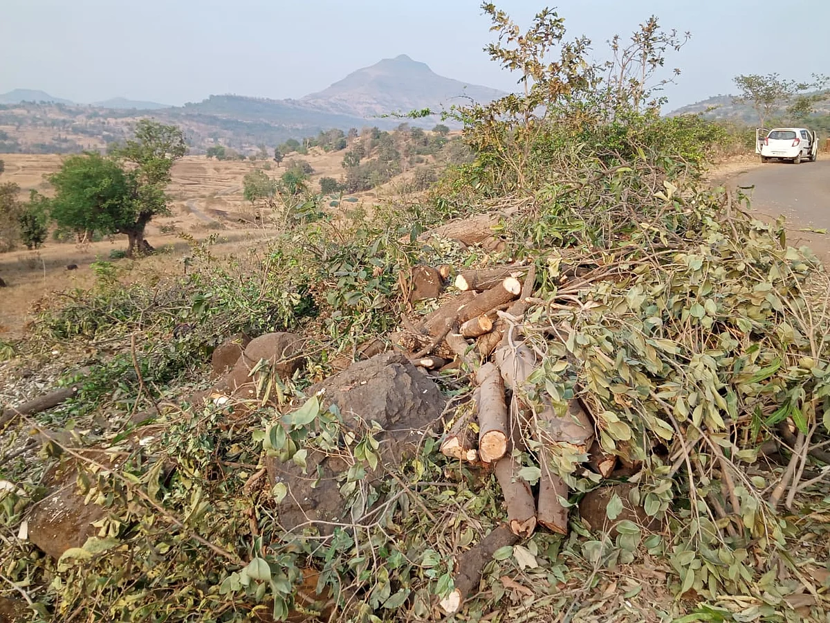 Blog : वनसंवर्धन ही काळाची गरज!