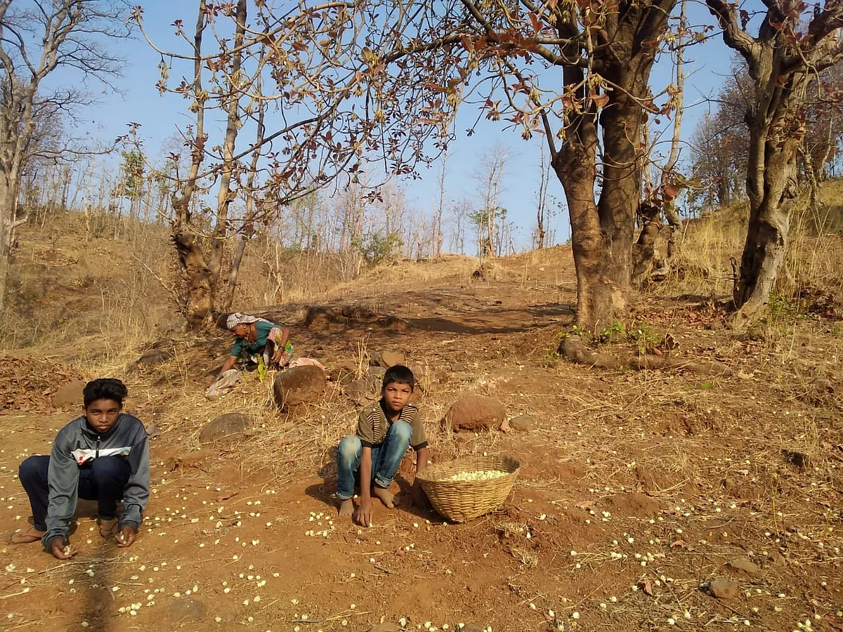 लॉकडाऊनच्या काळात आदिवासींना वरदान ठरतोय मोह वृक्ष