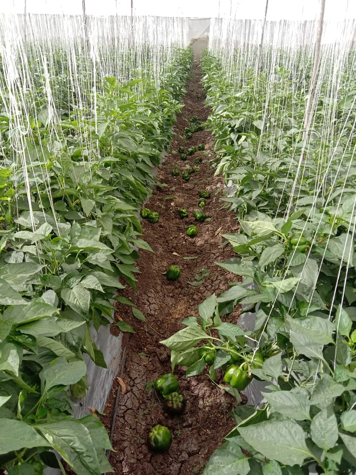 सिन्नर : शिवडे परिसरात बिबट्याचा संचार; नागरिकांमध्ये भीतीचे वातावरण