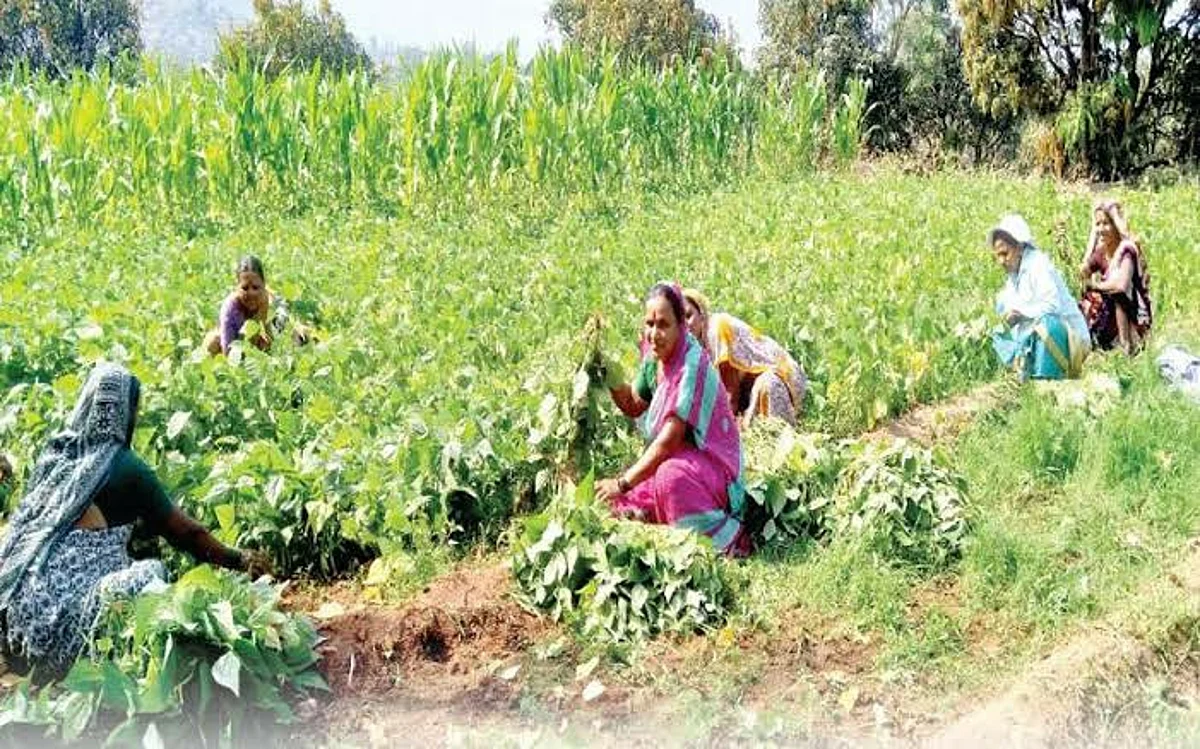 शेतकऱ्यांचा शेतमाल सडतोय शेतातच; सावकाराला द्यायला पैसे द्यायचे कोठून?
