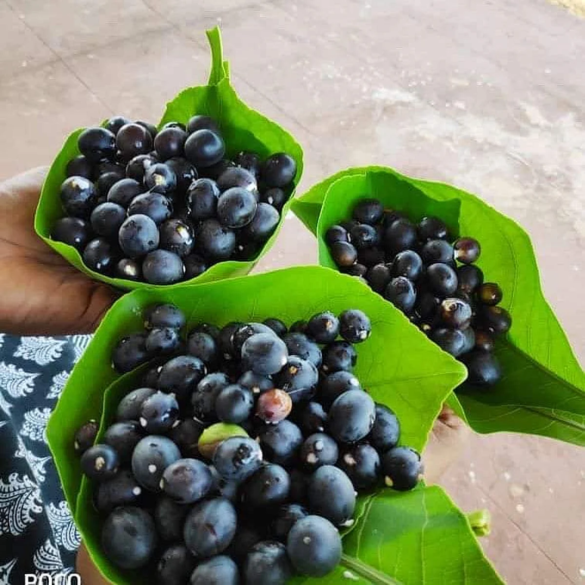 करोनामुळे रानमेव्याची उलाढाल झाली लॉकडाऊन; आदिवासींना लाखो रुपयांचा फटका