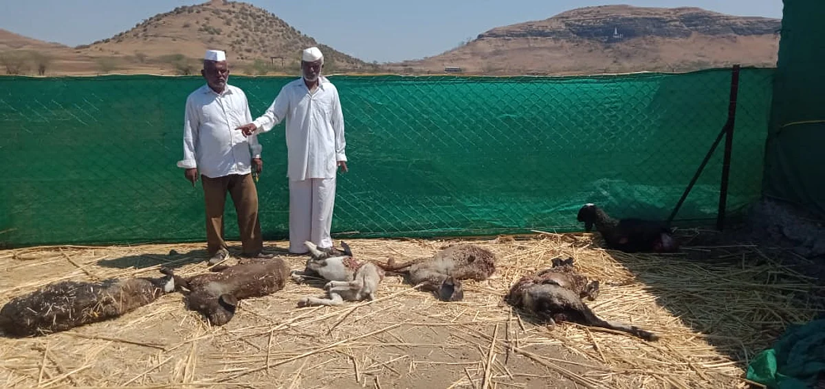 सिन्नर : सोनांबे येथे बिबट्याच्या हल्ल्यात सहा मेंढ्यांचा मृत्यू