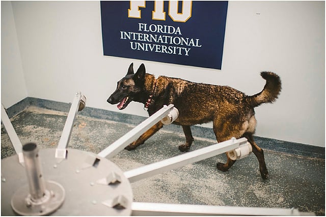 What are Airport Dogs Trained to Smell: Uncovering Secrets