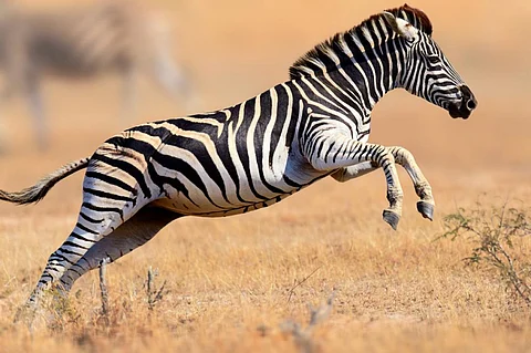 If horses were so important to human civilisation, why not the zebra? (Credit: iStock)