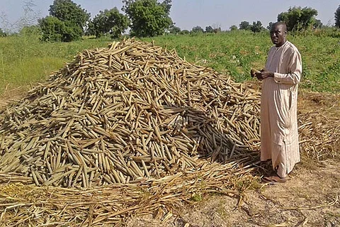 Violence related to Boko Haram in northeastern Nigeria has spilled over to parts of neighbouring countries in the Lake Chad Basin
Credit: FAO in emergencies