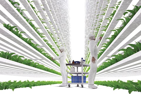 Strawberry fields aren't forever