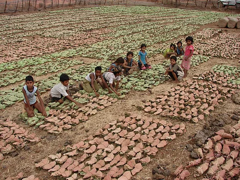 Tendu leaves, which are used to roll beedis, are a source of income for many living close to forests in India (Credit: Kumar Sambhav Shrivastava/CSE) 