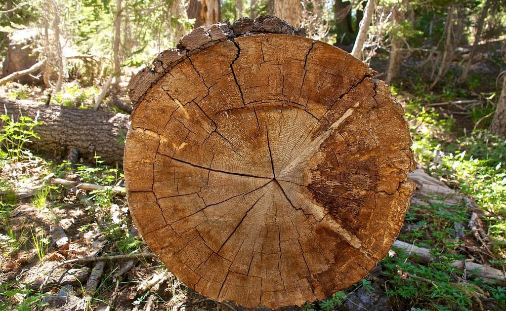 Why do we study tree rings and what do they tell us?