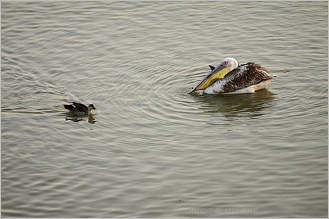 All novel influenza A infections, including H7N4, are notifiable infectious diseases in Hong Kong,. Credit: Nevil Zaveri/ Flicker