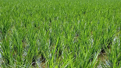 Rice production has also set a new milestone in 2017-18
Credit: bamml82/Flickr