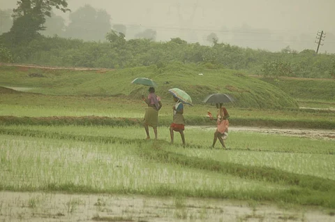 IFS is a farming practice meant for all-round development of agriculture. Credit: Agnimirh Basu
