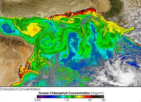 Microscopic algae can affect the depth of penetration of solar radiation into the ocean and influence ocean temperatures. Credit: ISC