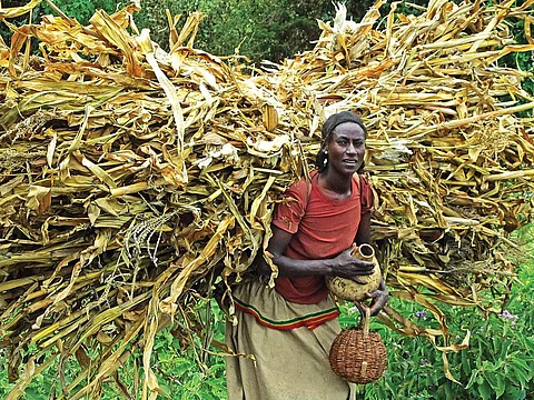 In just two decades, Zimbabwe has become a net importer of maize, a staple crop. The country imports over 80 per cent of all its foods (Photographs: Creative Commons)