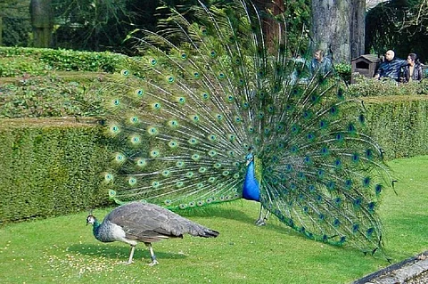 Peacock wooing peahen. Photo by ToastyKen/Wikimedia Commons.