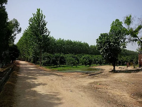 The need of the hour is to link our voter cards with trees     Credit: Wikimedia Commons