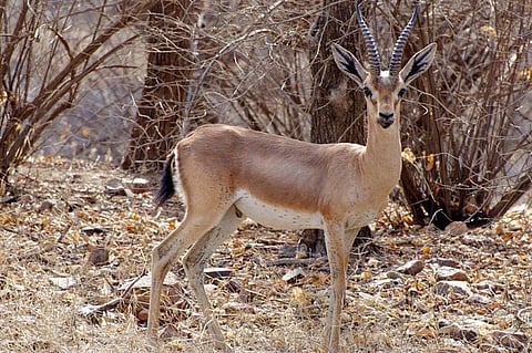 A Chinkara in Ranthambore National Park              Credit: Wikimedia Commons